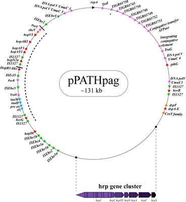 Comparative sequence analysis of pPATH pathogenicity plasmids in Pantoea agglomerans gall-forming bacteria